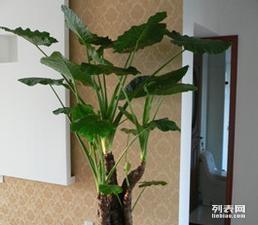 富陽(yáng)花木盆景租賃與銷售 打造綠色美學(xué)生活新選擇