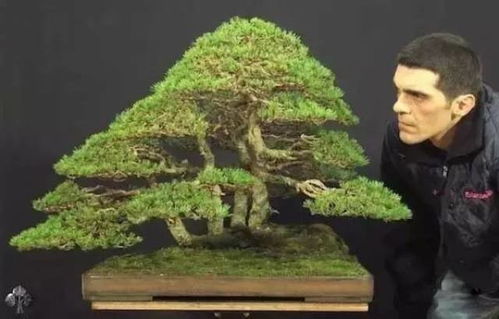 全球出鏡率最高的20件花木盆景 值一套房的天價藝術品，你見過嗎？