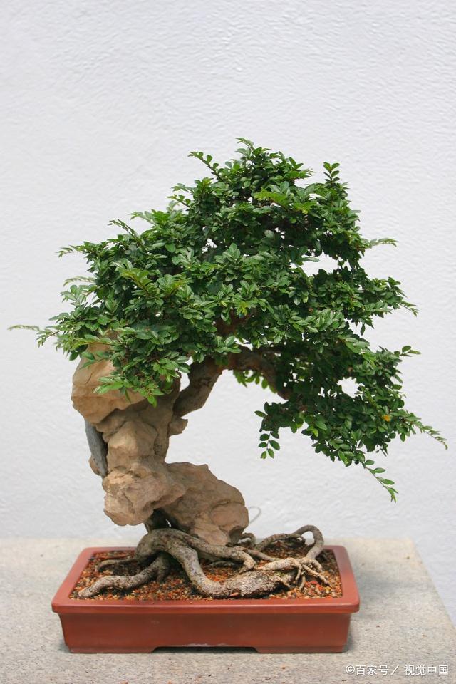 如何提高花木盆景的觀賞效果,畫龍點睛只需一招!